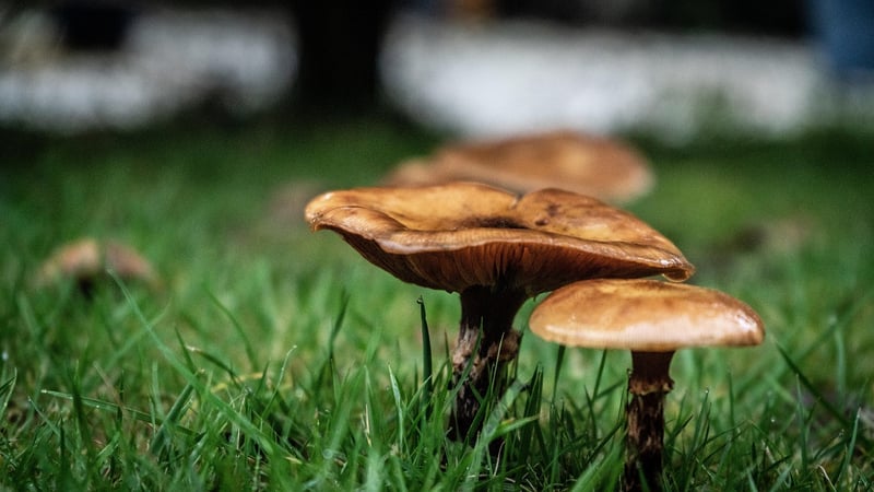 Fairy Garden Pathway