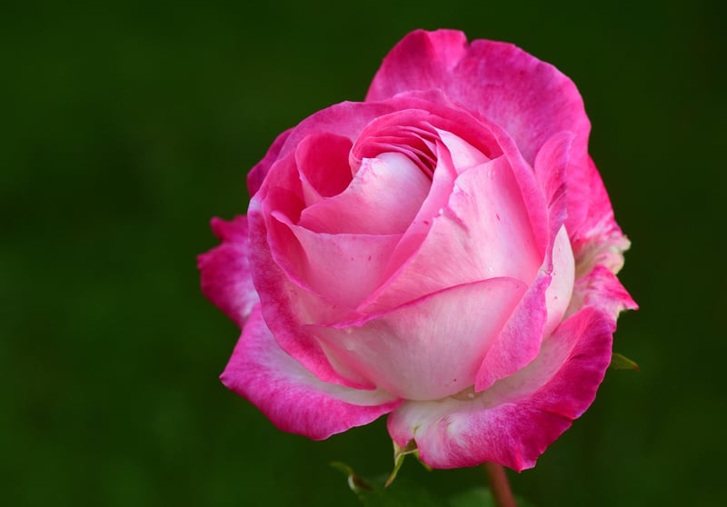 Rose Bush