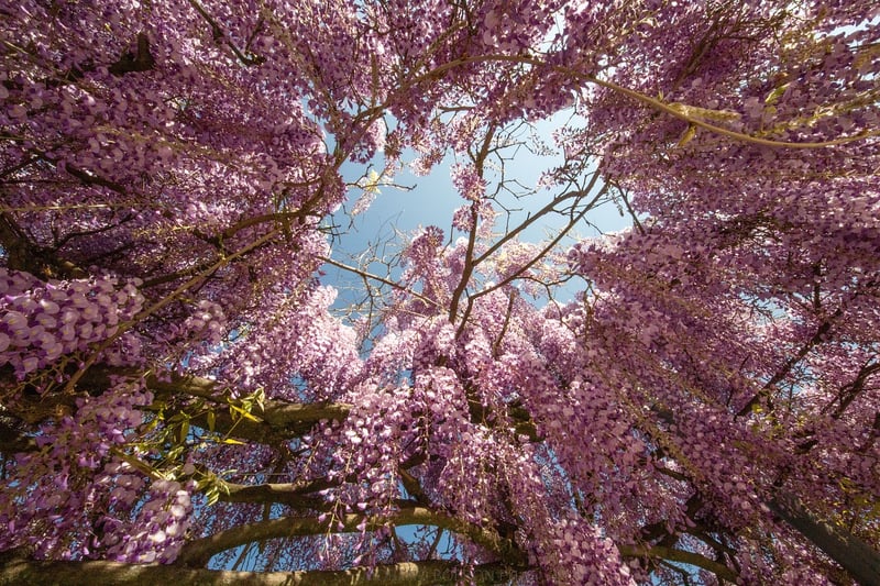 Wisteria Vine